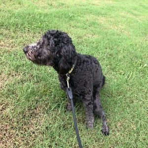 Meet your Posher, Greg